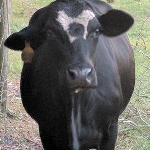 Meet your Posher, Alan